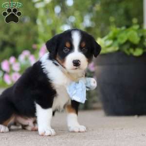 Frankie, Miniature Australian Shepherd Puppy